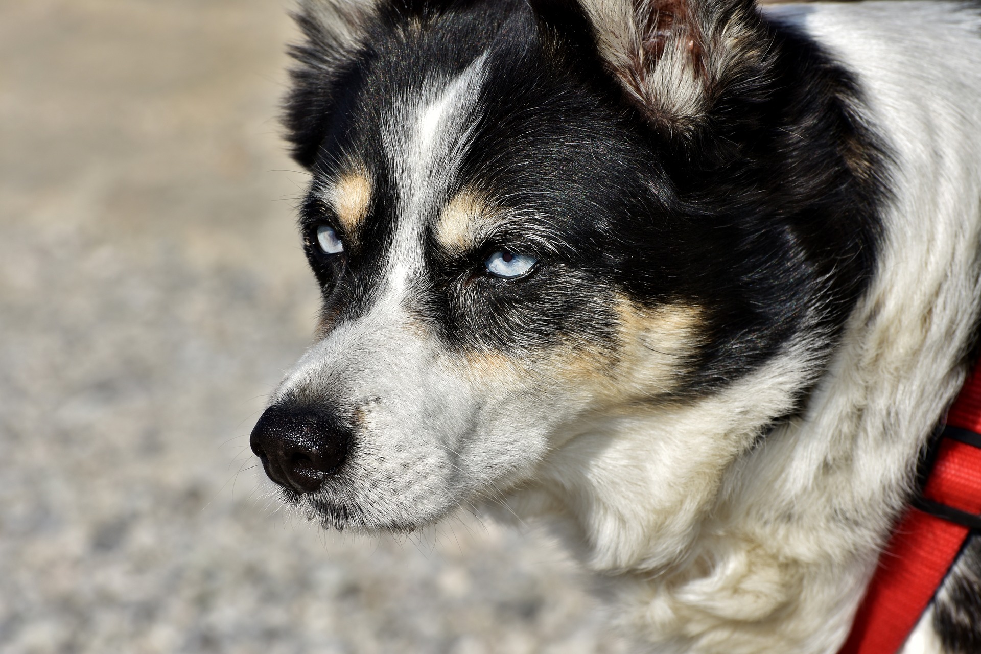 Szczepienie psów przeciwko wściekliźnie – 2019